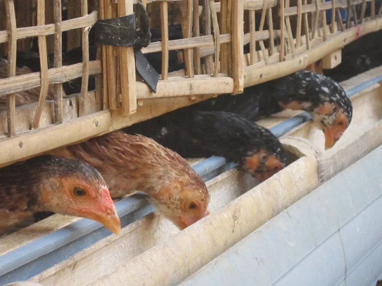 Pemeliharaan Kandang Ayam Kampung