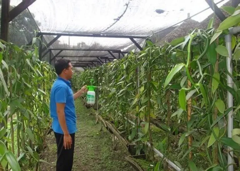 Pemeliharaan Tanaman Vanili yang Sukses