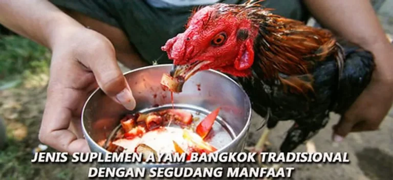 Pemeliharaan Ternak Ayam Bangkok: Tips Sukses