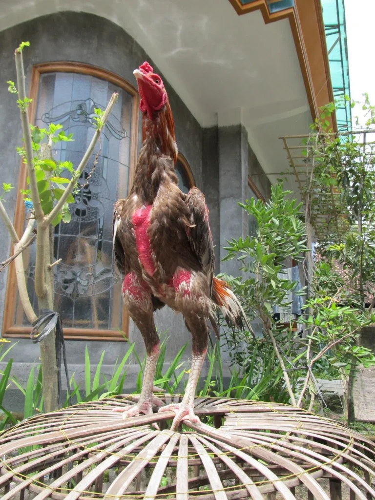 Pemeliharaan Ternak Ayam Bangkok: Tips Sukses