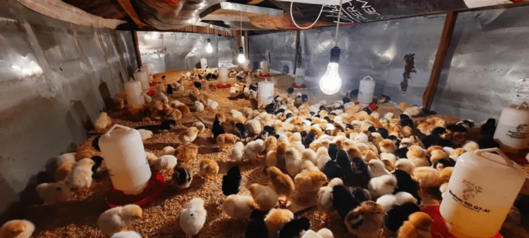 Pemeliharaan Ternak Ayam Serama