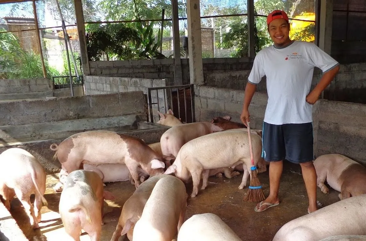 Pemeliharaan Ternak Babi: Kiat Sukses