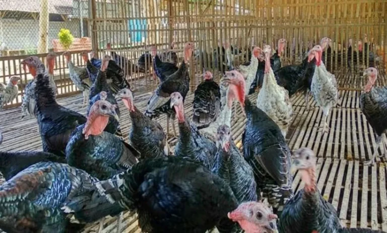 Pemeliharaan Ternak Kalkun: Cara Praktis