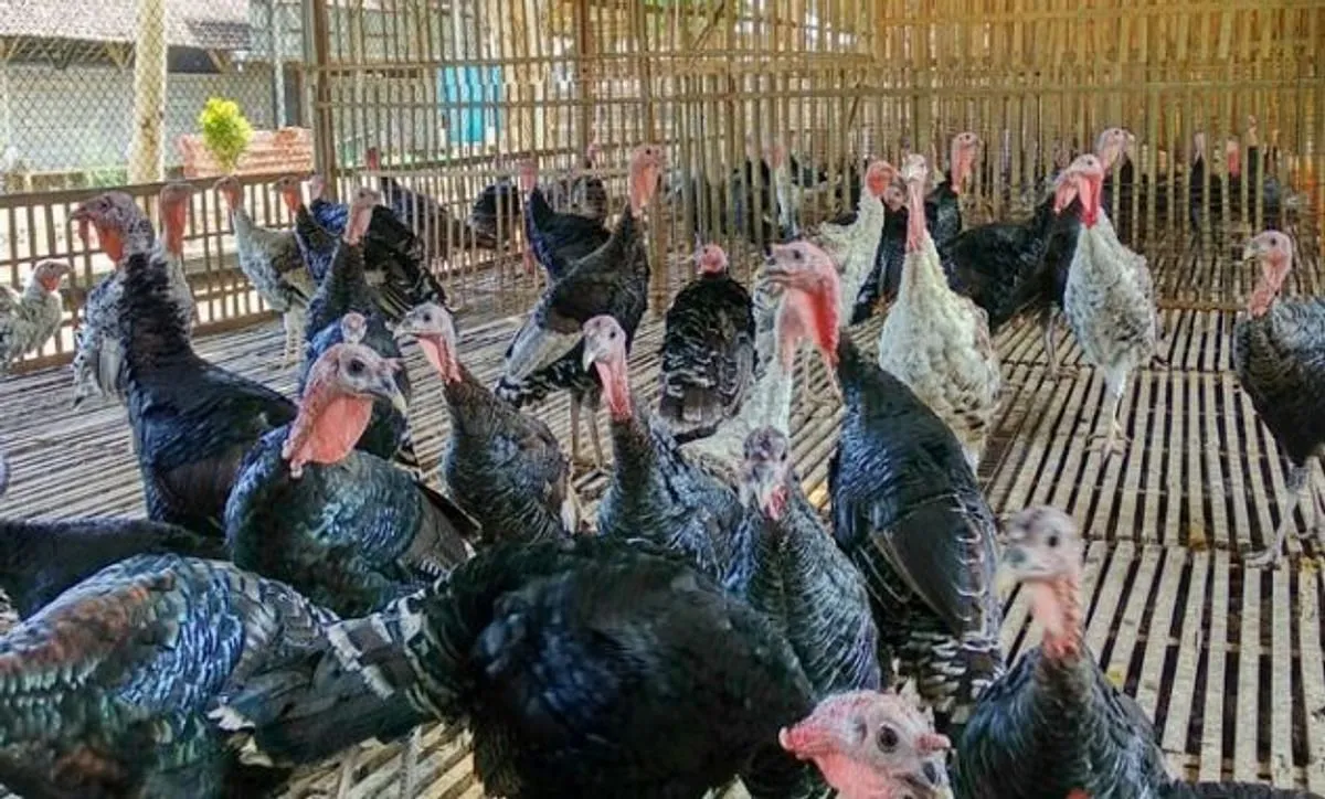 Pemeliharaan Ternak Kalkun: Cara Praktis