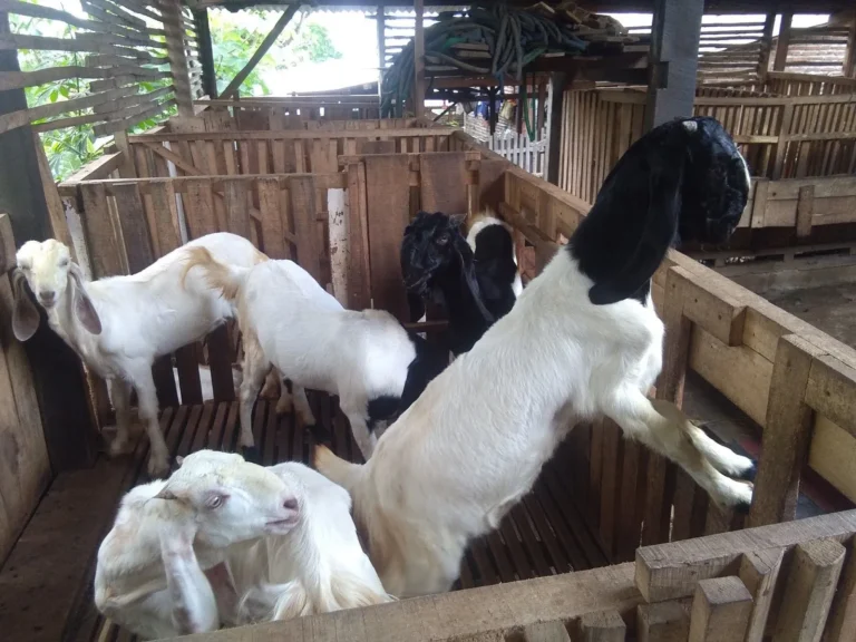 Pemeliharaan Ternak Kambing Saanen