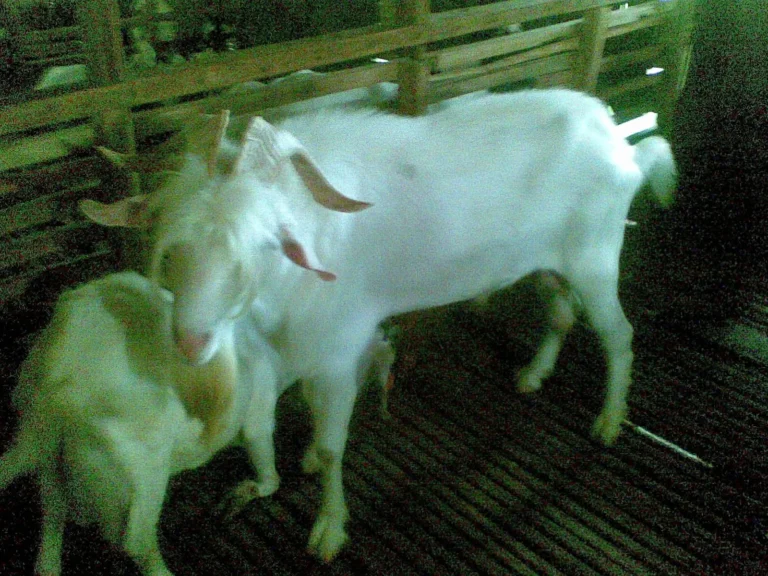Pemeliharaan Ternak Kambing Saanen dalam Berbagai Cuaca