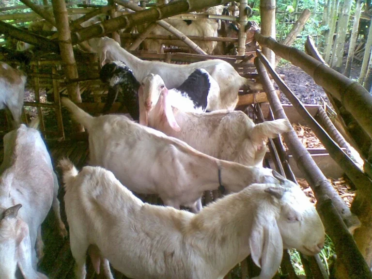 Pemeliharaan Ternak Kambing yang Baik