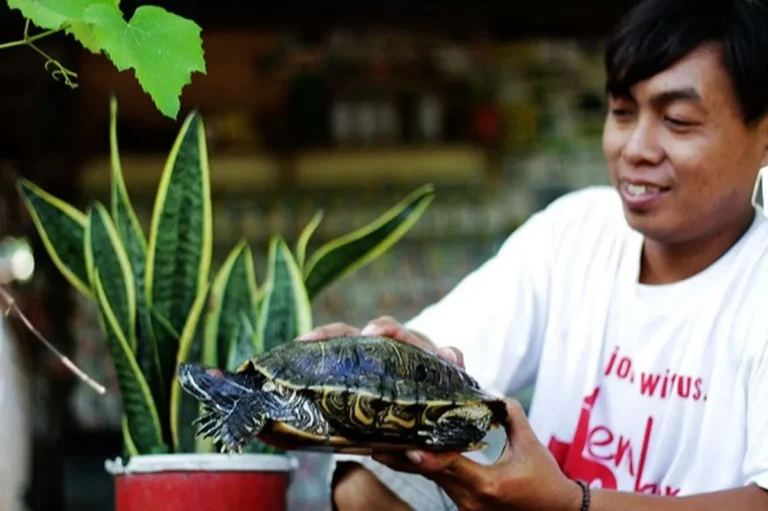 Pemeliharaan Ternak Kura-Kura: Tips Penting