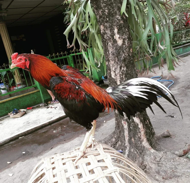 Pemilihan Ayam Bangkok yang Berkualitas