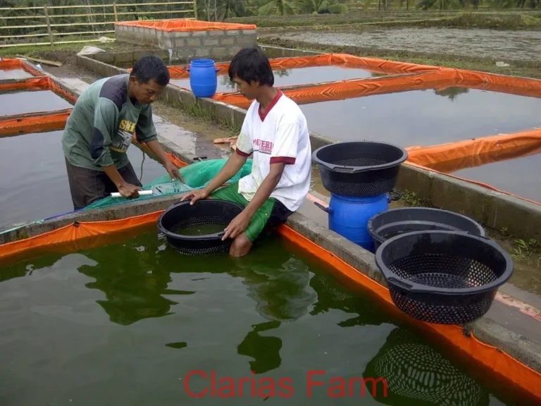 Pemilihan Benih dan Pemeliharaan Awal