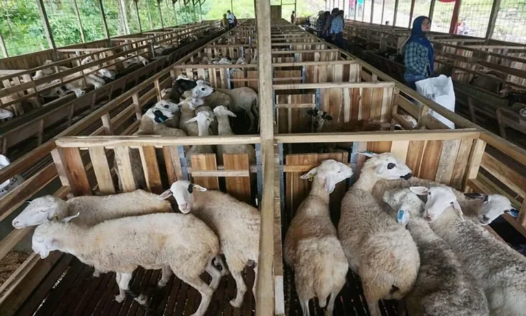 Pemilihan dan Perawatan Kambing yang Tepat