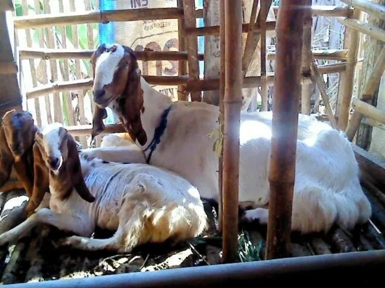 Pemilihan Jenis Kambing yang Tepat untuk Beternak