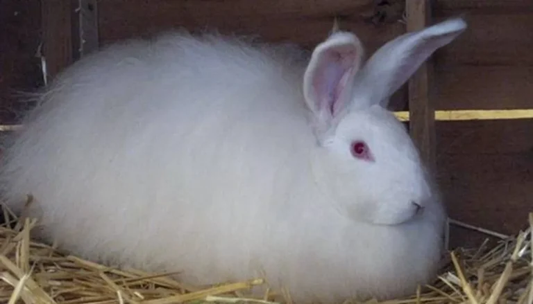 Pemotongan Bulu dan Perawatan Grooming