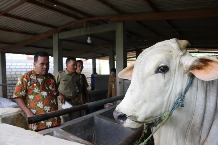 Pemuliaan Sapi Potong: Meningkatkan Kualitas dan Produktivitas