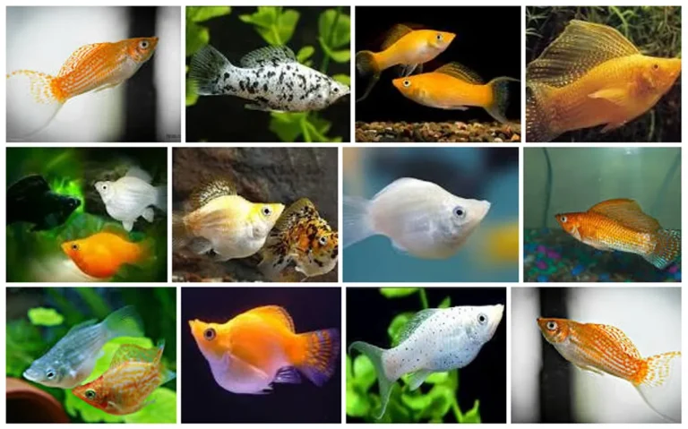 Penanggulangan Masalah Umum dalam Ternak Ikan Molly