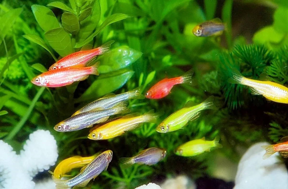 Pendahuluan tentang Ikan Hias Zebra
