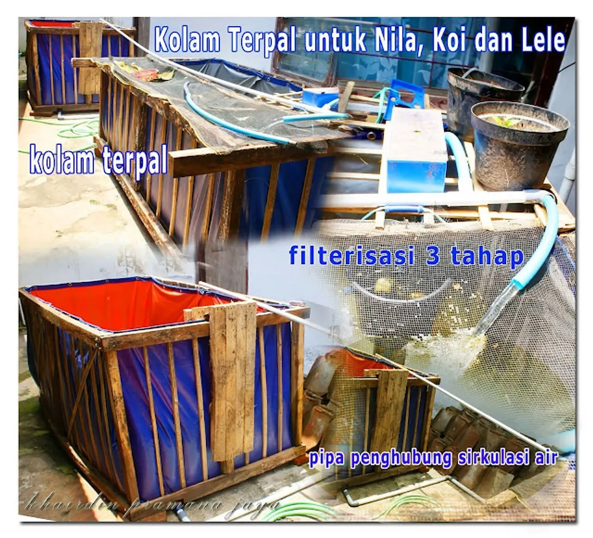 Pendahuluan tentang Ternak Nila di Kolam Terpal