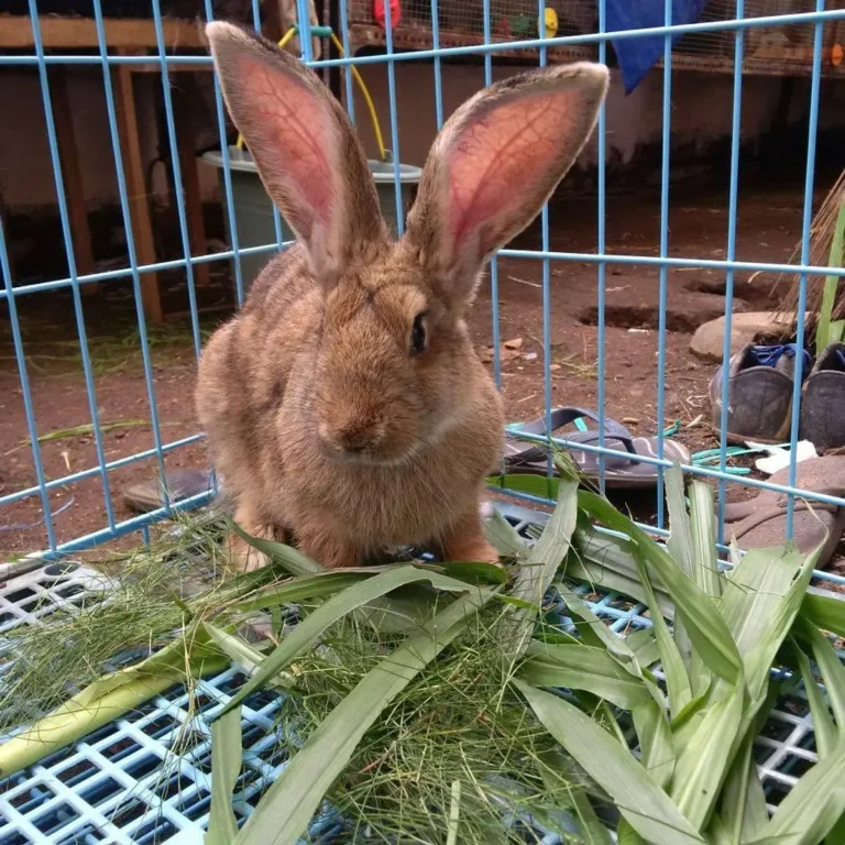 Pendahuluan untuk Pemeliharaan Ternak Kelinci Flemish Giant