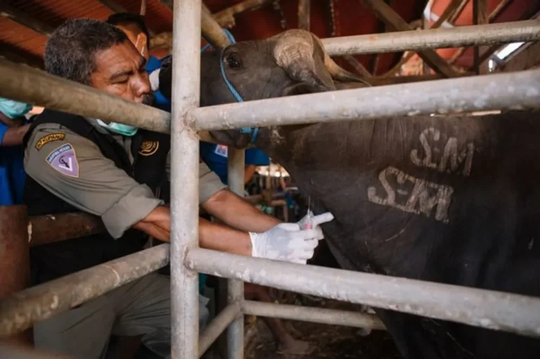 Penerapan Etika dalam Pemeliharaan Ternak Kelabu