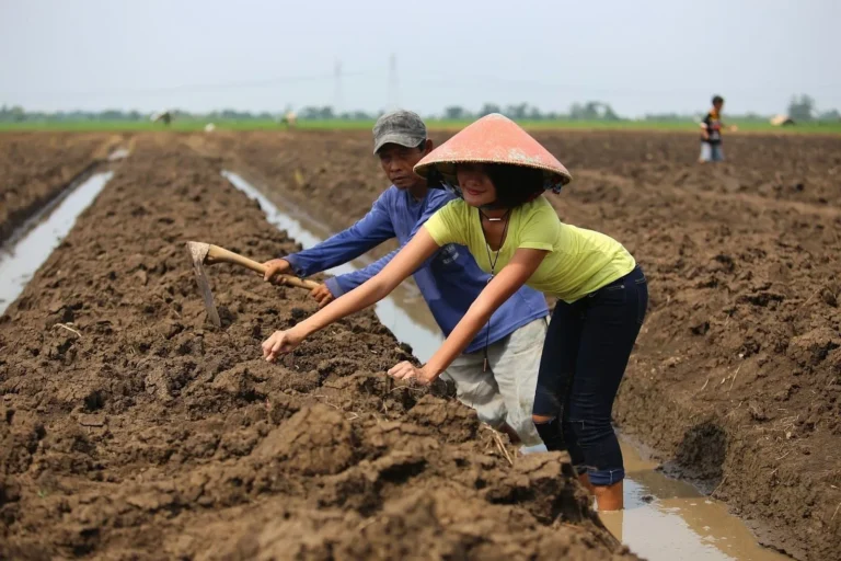 Penerapan Manajemen Kualitas Tanah dalam Pertanian Organik
