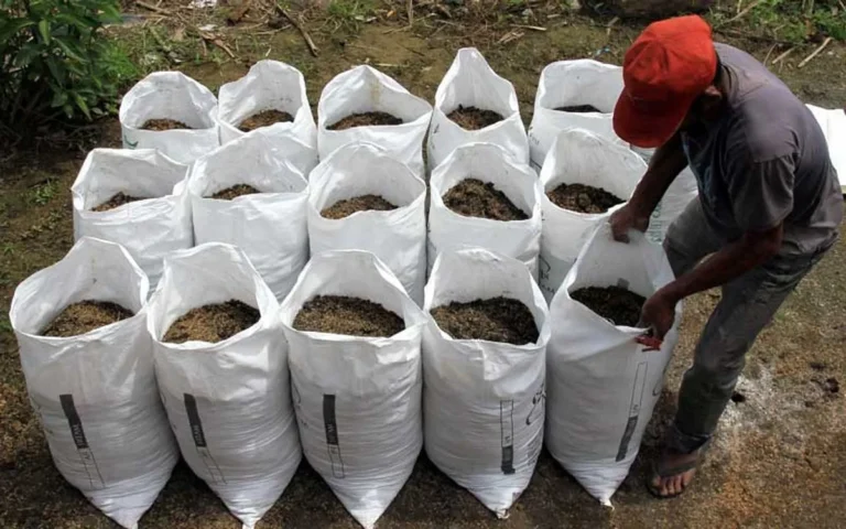 Pengalaman Petani dengan Pupuk Kandang