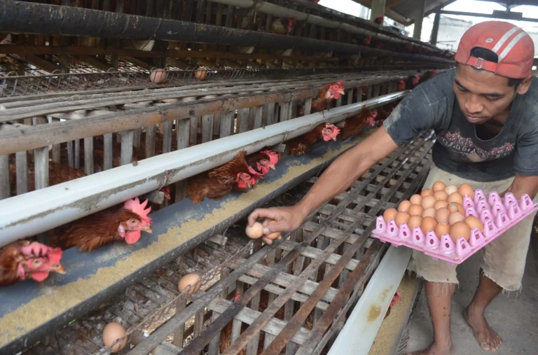 Pengantar Pemasaran Produk Peternakan Daging Ayam