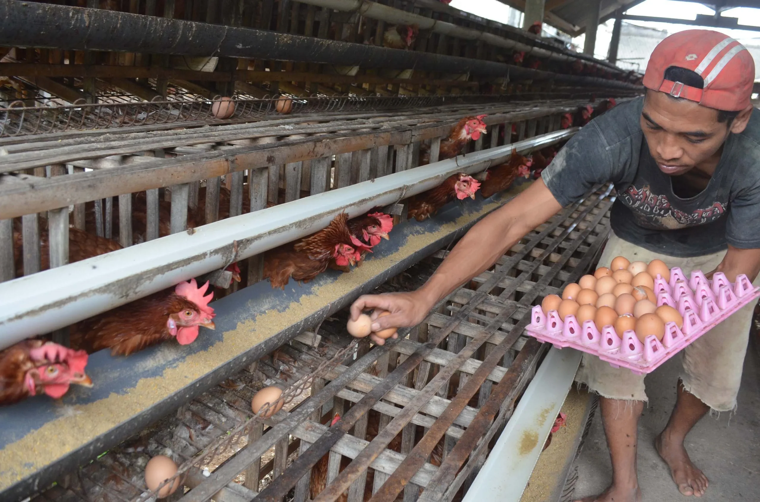 Pengantar Pemasaran Produk Peternakan Daging Ayam