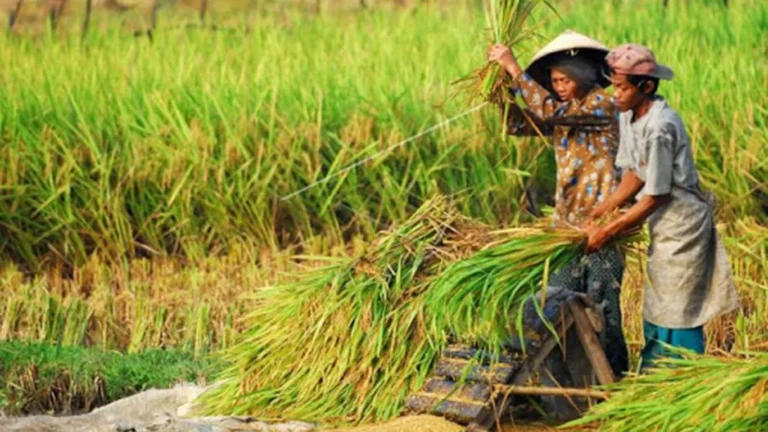 Pengaruh Kualitas Air Terhadap Agribisnis