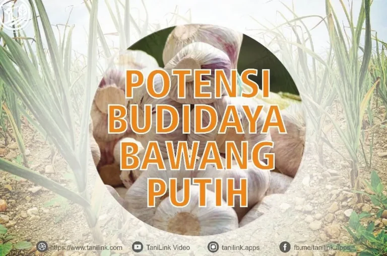 Pengelolaan Keuangan dalam Budidaya Bawang Putih