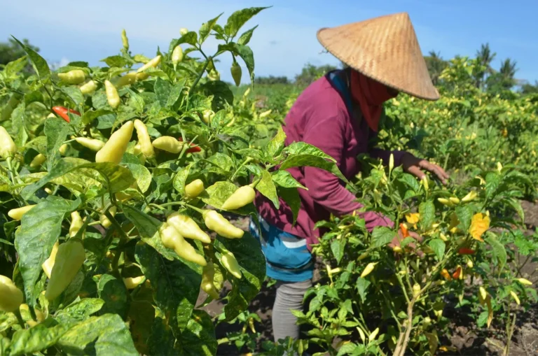 Pengelolaan Produksi Cabe Rawit yang Sukses