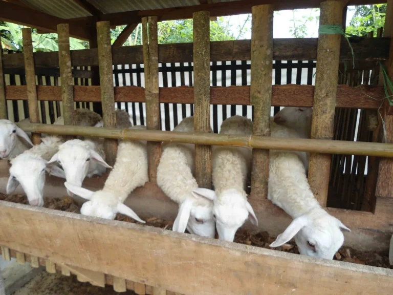 Pengelolaan Sumber Daya dalam Usaha Ternak Kambing