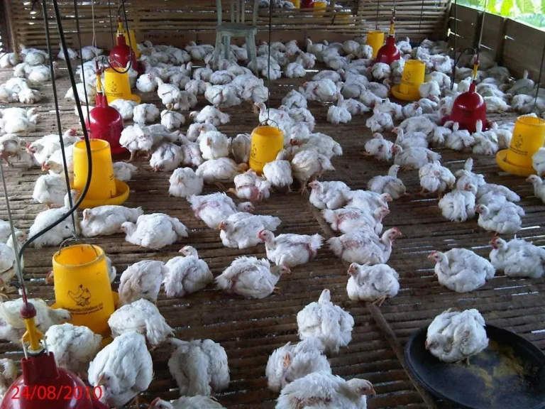Pengembangan Bisnis Beternak Ayam Broiler