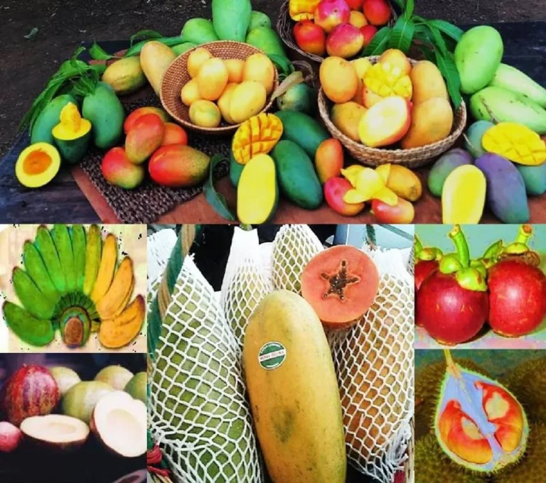 Pengenalan Agribisnis dan Pengolahan Buah-buahan
