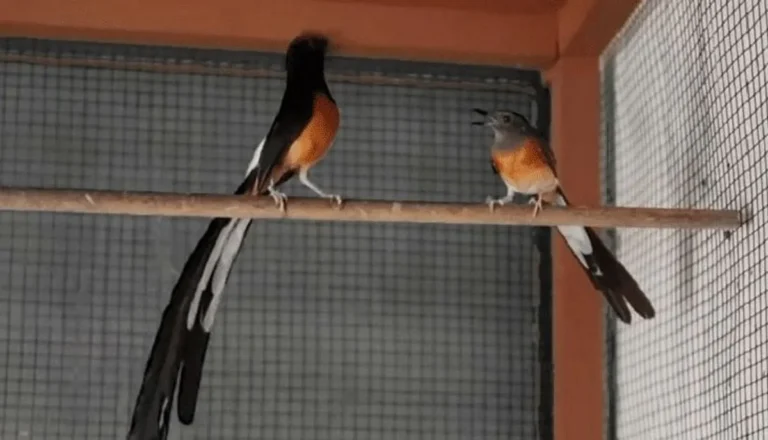 Pengenalan Lingkungan dan Pelatihan Suara