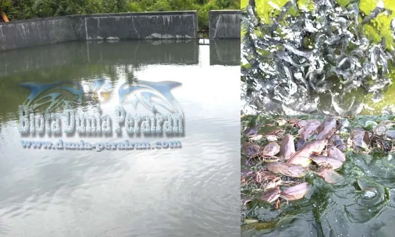 Pengenalan Manajemen Kualitas Air dalam Perikanan