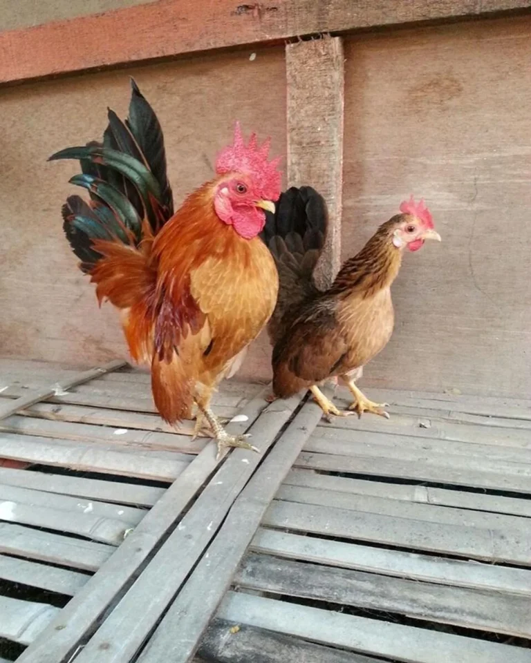 Pengenalan Pemeliharaan Ternak Ayam Serama