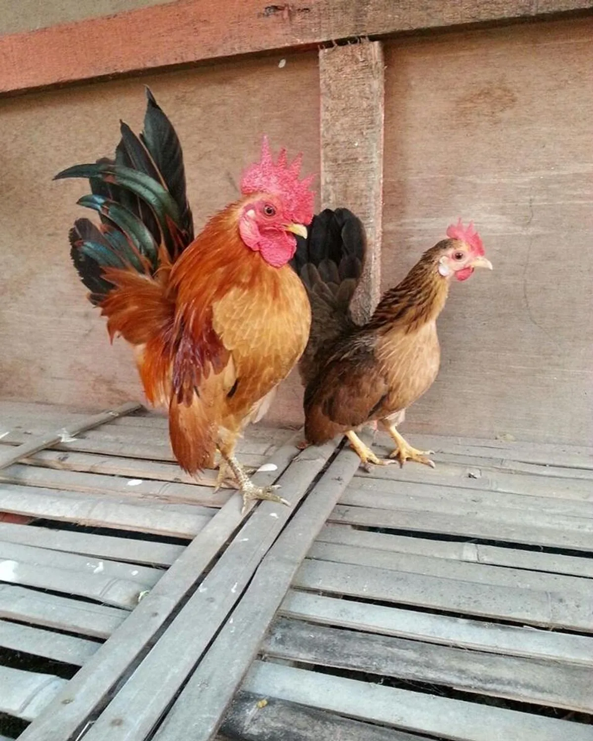 Pengenalan Pemeliharaan Ternak Ayam Serama