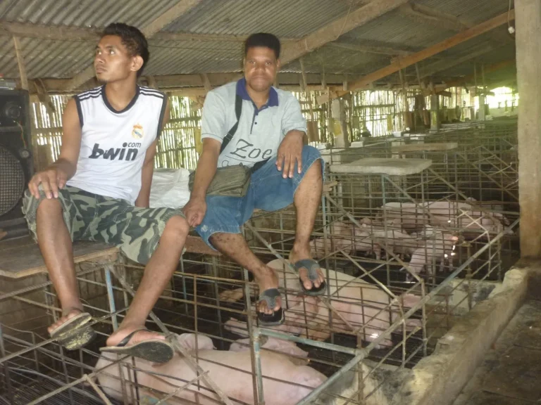 Pengenalan Pemeliharaan Ternak Babi Lokal
