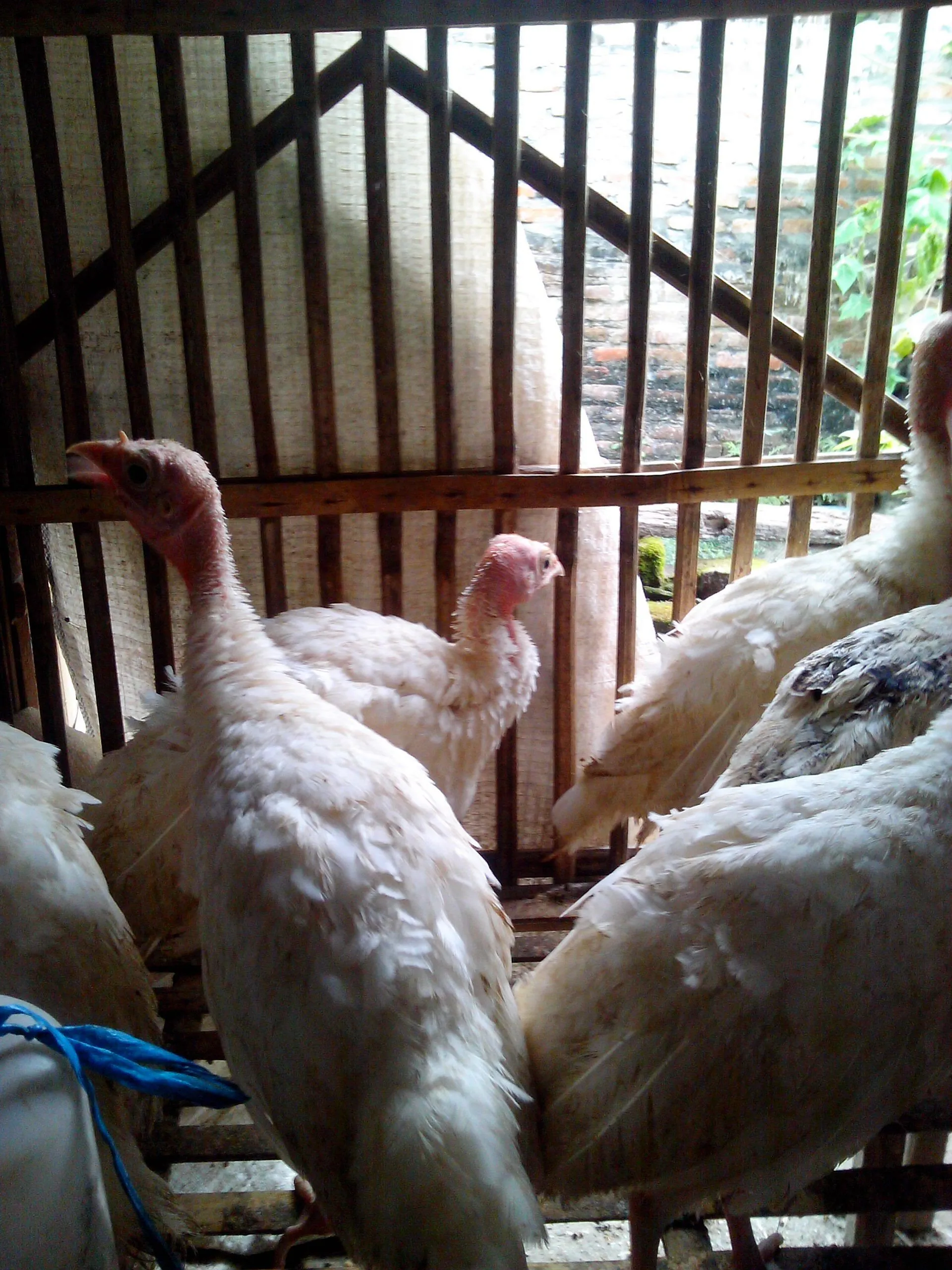 Pengenalan Pemeliharaan Ternak Kalkun Lokal