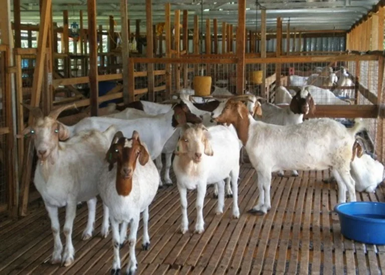 Pengenalan Ternak Kambing Jamnapari