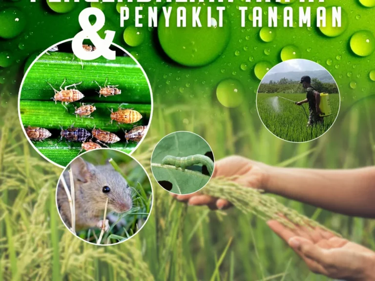 Pengendalian Hama dan Penyakit Tanaman