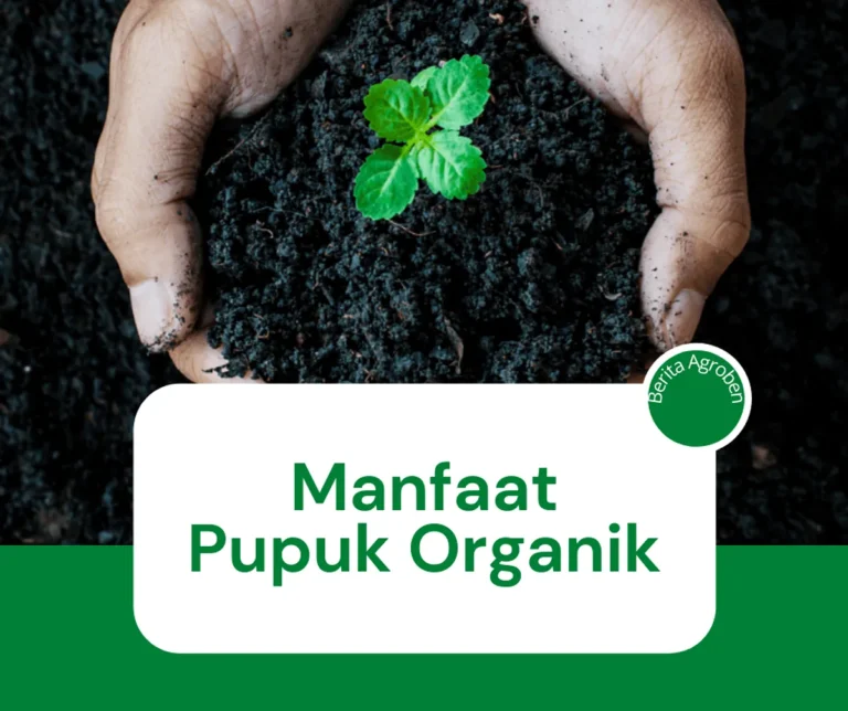 Penggunaan Pupuk Organik dalam Pertanian Berkelanjutan