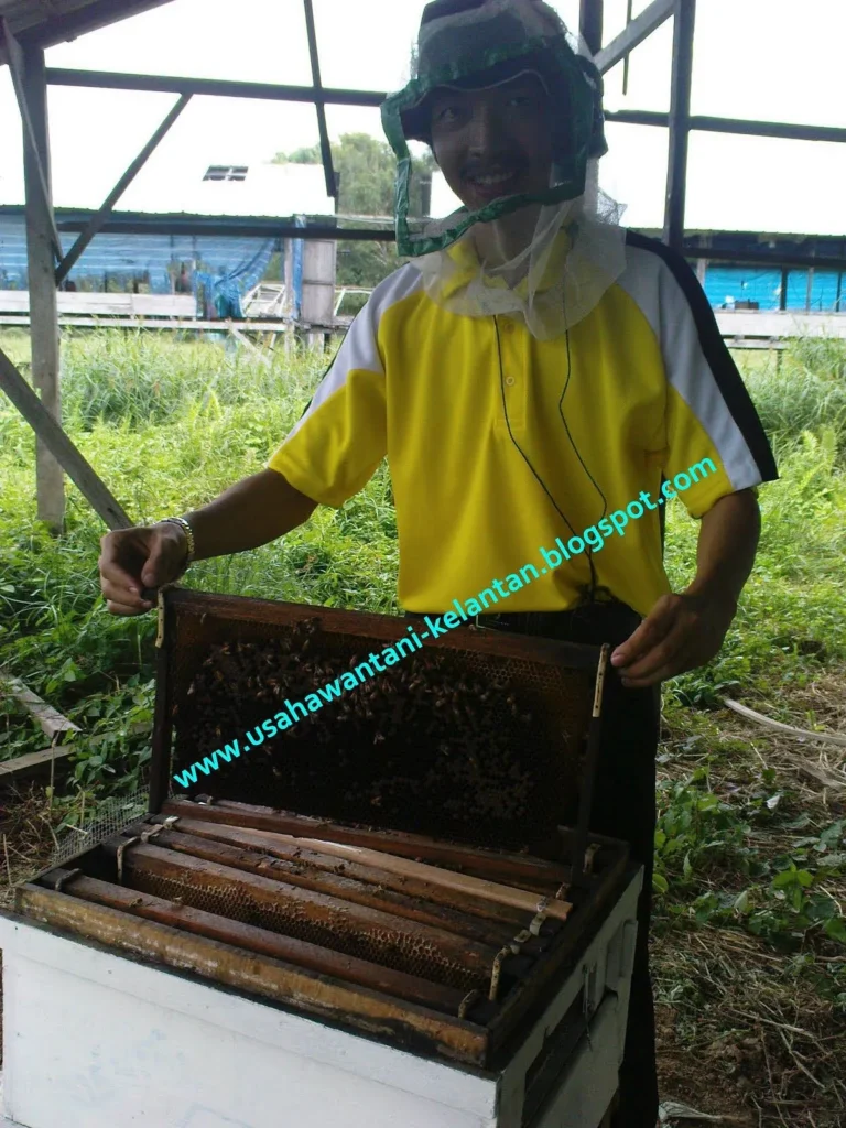 Pengolahan Madu Lebah yang Berkualitas