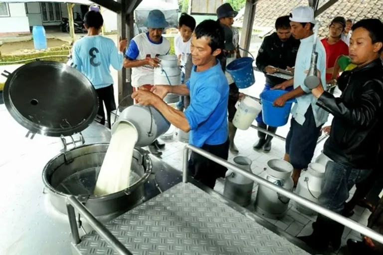 Peningkatan Efisiensi Agribisnis dalam Pengolahan Susu