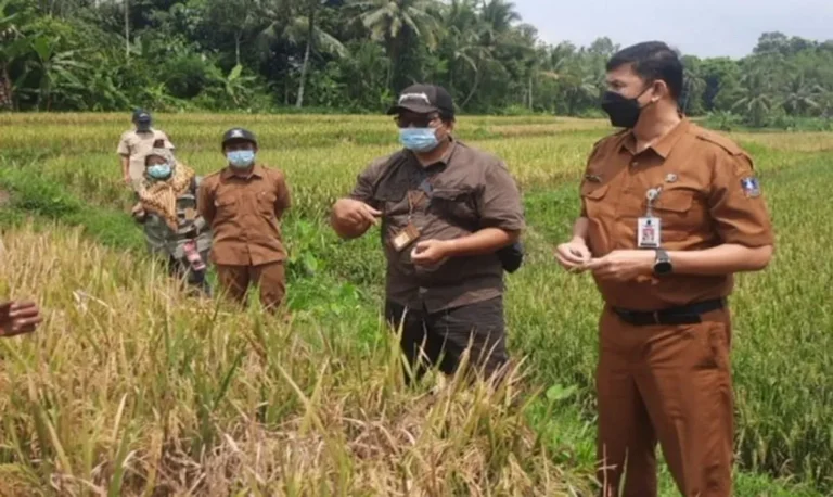 Peningkatan Kualitas Benih Tanaman