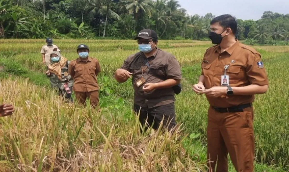 Peningkatan Kualitas Benih Tanaman