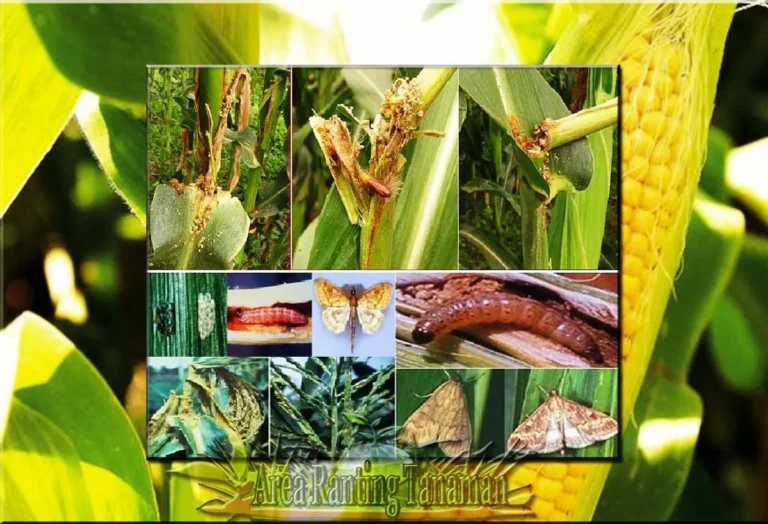 Peningkatan Produktivitas Jagung dalam Agribisnis