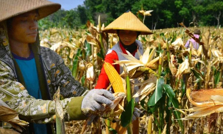 Peningkatan Produktivitas Jagung dalam Agribisnis