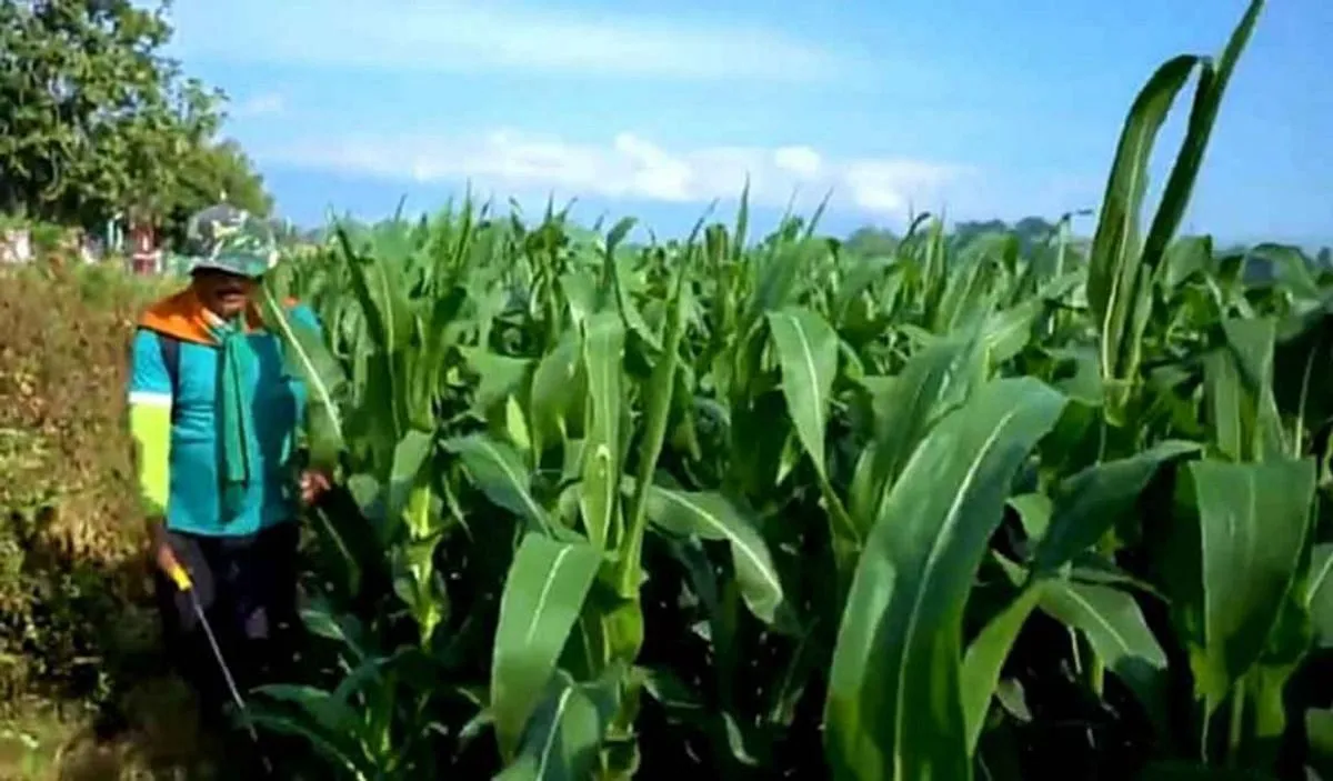 Peningkatan Produktivitas Jagung dalam Agribisnis
