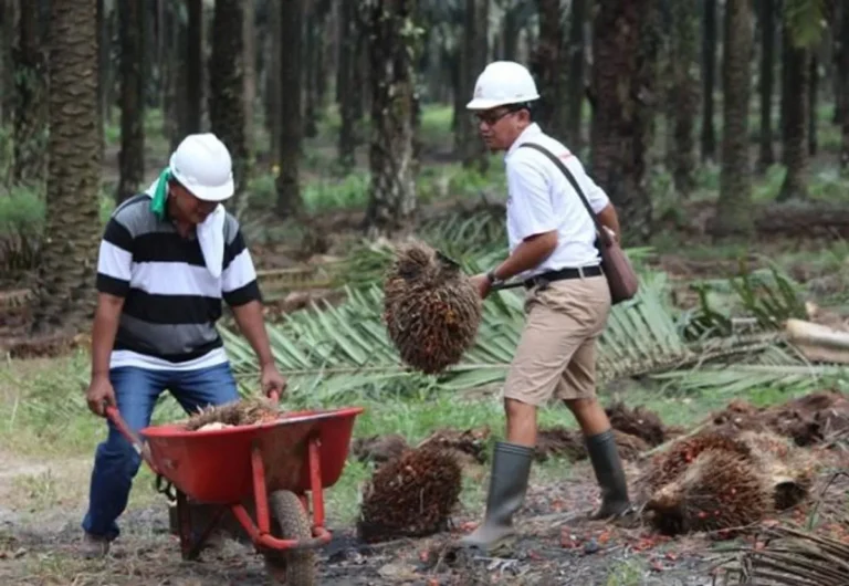 Peningkatan Produktivitas Kelapa Sawit dalam Agribisnis